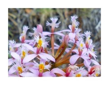 10x Epidendrum secundum piante