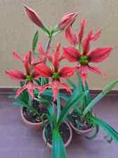 Hippeastrum Aulicum x Exotic Star - 10 semi - seeds, Amaryllis