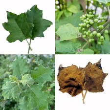 FOGLIE DI BACCHE DI TACCHINO