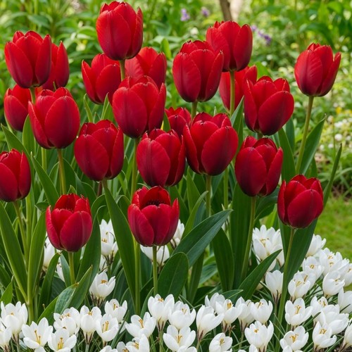 Bulbi fiori misti - di,