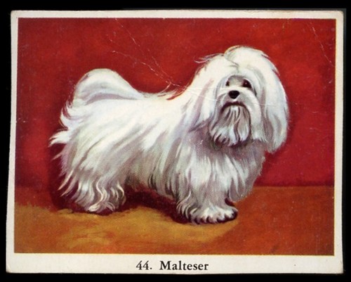 Maltese terrier toy dog full - terrier,