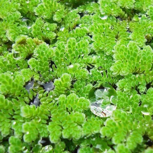 Azolla caroliniana pianta - azolla,