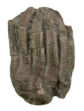 Trias Encrinus liliiformis