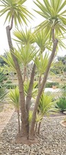 Yucca Elephantipes Variegata