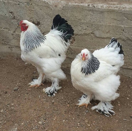 Uova feconde brahma - uova,