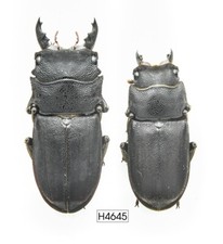 COLEOTTERO, INSETTO -H4645
