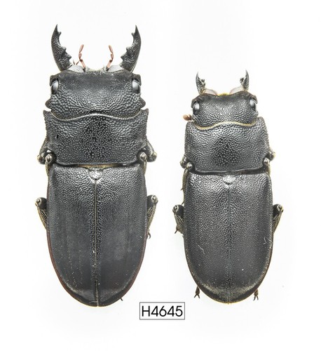 Coleottero insetto h4645 - coleottero,, -h4645