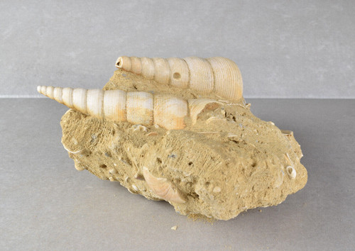 Guscio turritella fossile - guscio,