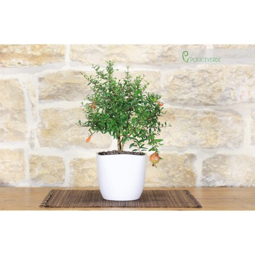Bonsai melograno nano - bonsai,