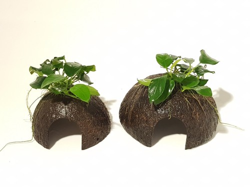 Piante per acquario - , anubias