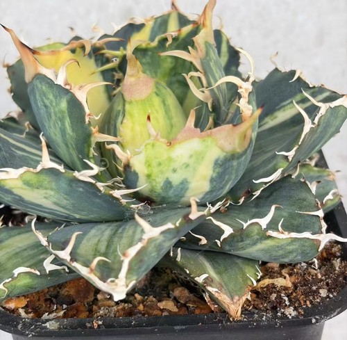 Agave titanota white whale - agave, whale'