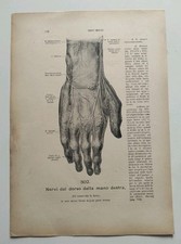 Lotto 2 Stampe Anatomiche Mediche Nervi Dorso Mano Destra HE Werner Spalteholz
