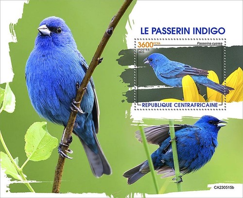 Indigo bunting cardinal - indigo,