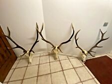 TROFEI teschio di cervo adulto con palchi già trattato