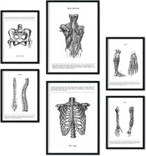 – Set Di 6 Poster Di Anatomia (Muscoli, Gamba, Braccio, Colonna Vertebrale, Baci