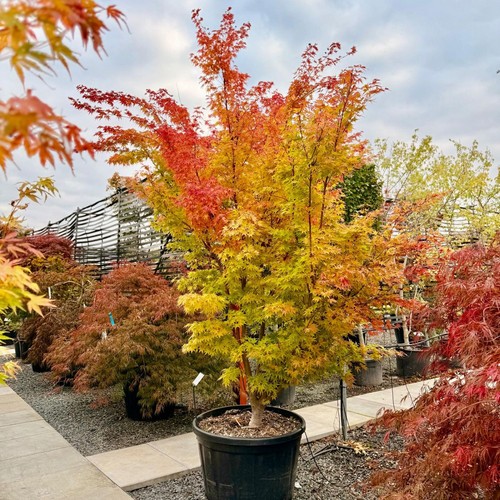Acero rosso giapponese acer - giapponese, "acer