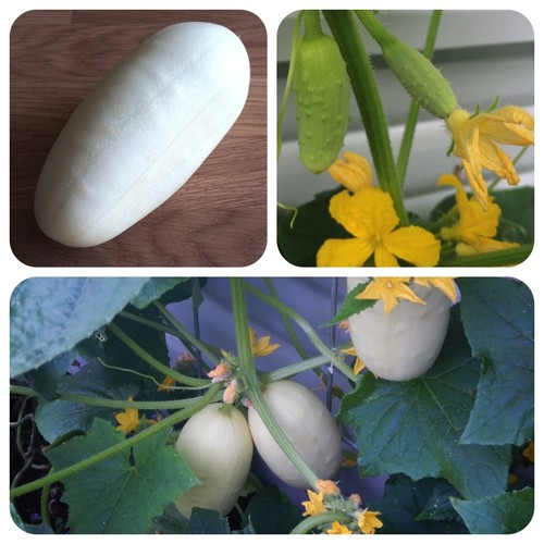 White wonder cetriolo bianco - white,