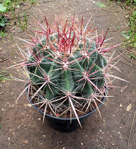 Ferocactus stainesii var - stainesii,