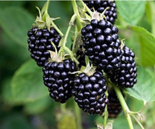 Pianta di More in vaso. frutti