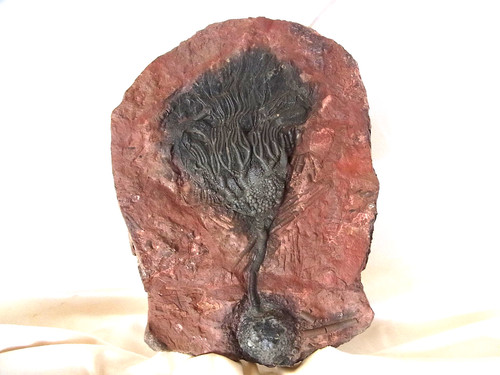Bellissimo giglio marino
