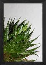 Aloe aristata sfondo