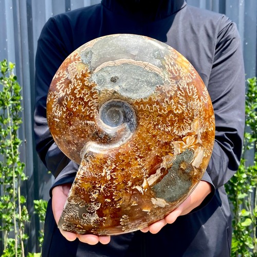 Libbre raro tentacolo - raro!,