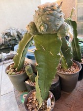 RARE 9.7Cm Grafted Ariocarpus