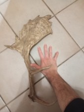 palco di daino corno di daino