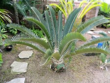 Encephalartos longifolius 3 SEMI!