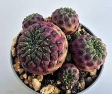 Sulcorebutia rauschii
