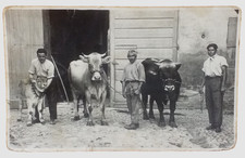 Carpi tenuta di Gargallo bovari coi buoi - Modena - cart.fotogr anno 1929
