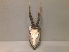   Trofeo Originale Corna Di