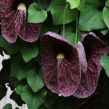 Pipa olandese brasiliana
