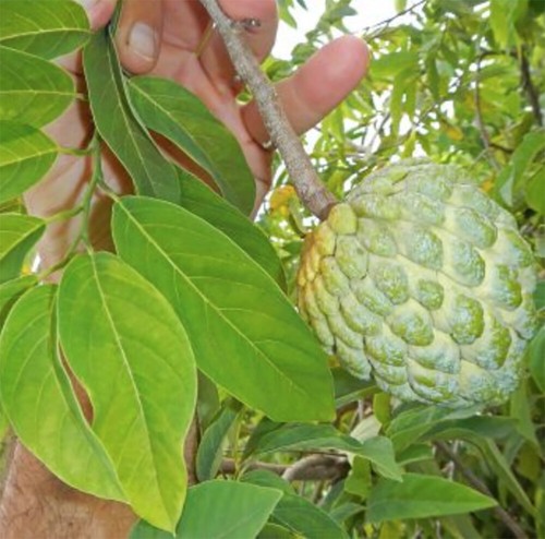 Annona squamosa dolce alla - dolce,