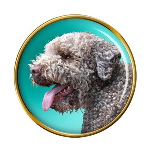 Lagotto romagnolo cane - romagnolo,