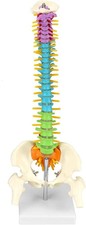Modello di colonna vertebrale