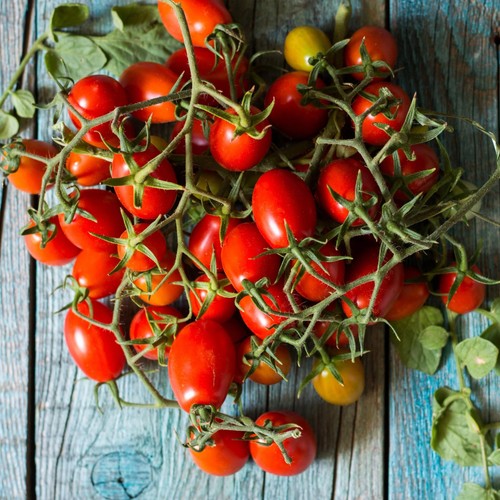 Pomodoro piennolo del - del, vesuvio