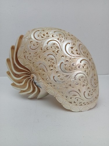 Conchiglia nautilus intagliata - conchiglia,