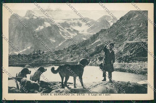 Aosta gran san bernardo - aosta, cane