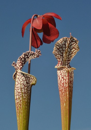 Sarracenia leucophylla - leucophylla,
