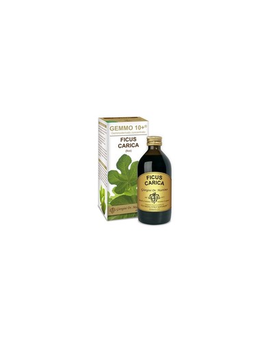 Giorgini fico g10 - dr., ficus