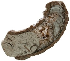 Silur Cyrtoceras sp.  Nautilus