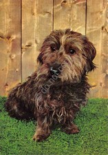 Hard Hair German Dachshund Dog