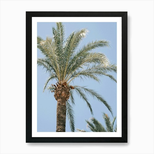 Palmtree ibiza natura e - //,