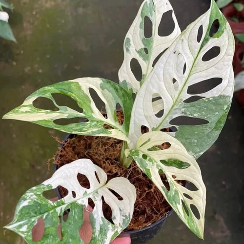 Monstera adansonii variegata - adansonii,