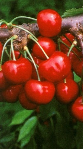 Pianta ciliegio dolce - pianta,