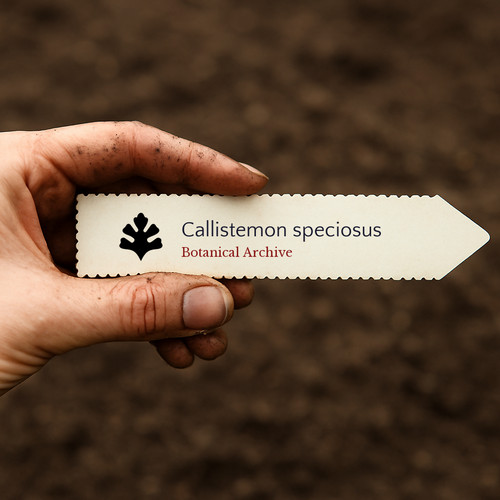 Callistemon speciosus albany - callistemon, |