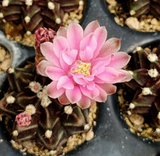 Gymnocalycium mihanovichii 
