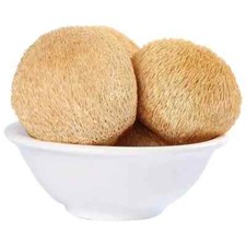 Fungo di criniera di leoni