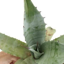 Agave marmorata x cerulata (Very Rare by Corsi) - Marmorierte Agave | Blaue Agav